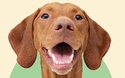How are your Dog's teeth?