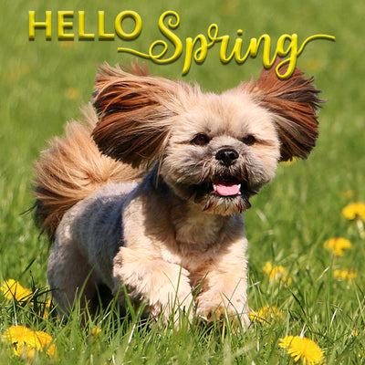 Hello Spring - allergy season for Dogs
