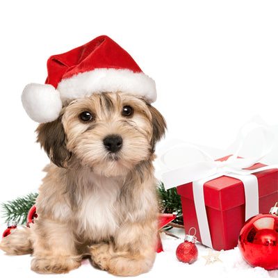 CHRISTMAS SAFETY for your Dogs