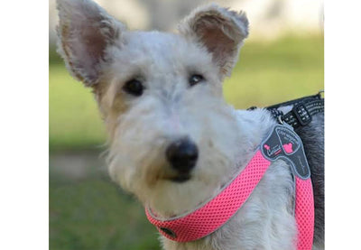 A good fitting harness - WHY it's SO important for your Dog?