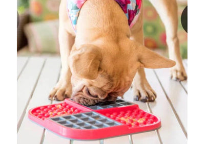 Enrichment toys for your Dog's mind & health....!