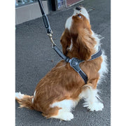 Dog Harness - made in Italy - CHARCOAL