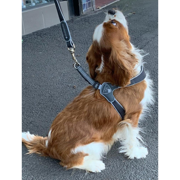 Dog Harness - made in Italy - CHARCOAL