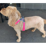 Italian Dog Harness - PINK