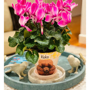 Poodle - Handcrafted Flower Pot | Soft Pink - PICK UP INSTORE ONLY